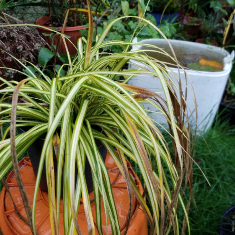 Plant image Carex oshimensis 'Evergold'