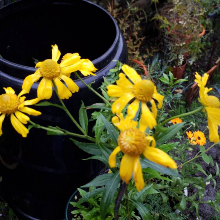 Plant image Helenium hoopesii