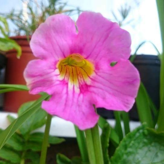 Plant image Incarvillea Delavayi