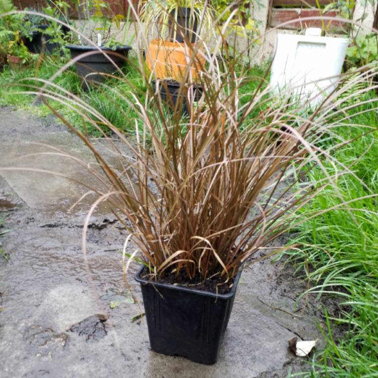 Plant image Carex Testacea