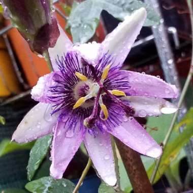 Passiflora 'Amethyst' syn. Passiflora 'Lavender Lady'