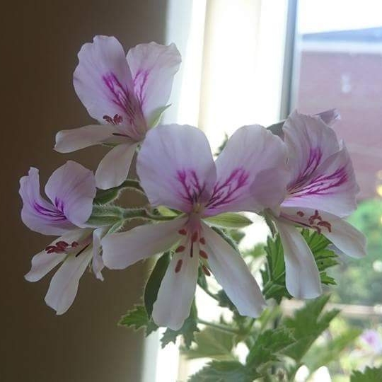 Plant image Pelargonium 'Limoneum' syn. Pelargonium x limoneum