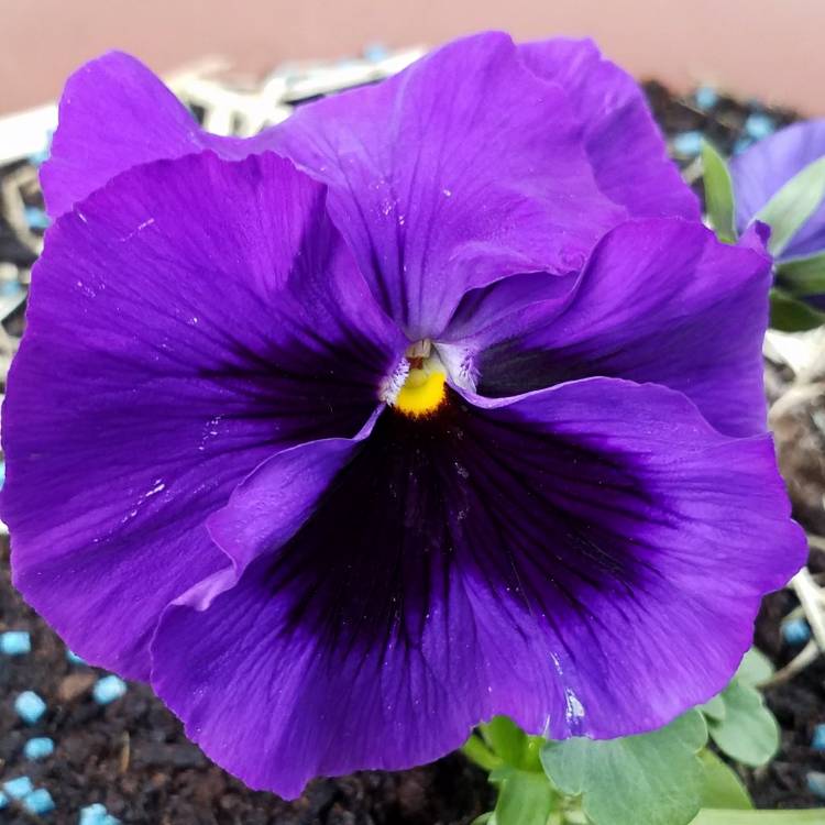 Plant image Viola x wittrockiana Colossus 'Neon Violet'