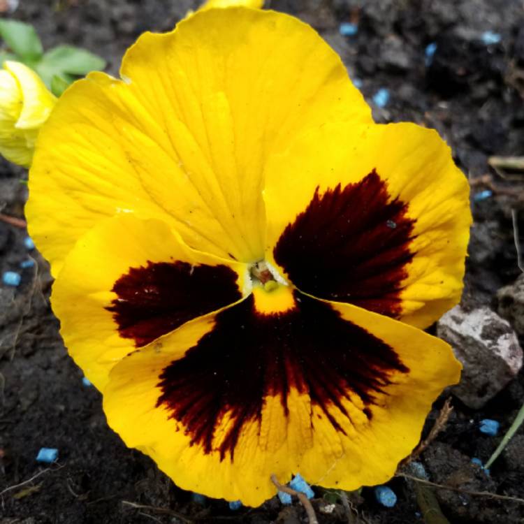 Plant image Viola x wittrockiana 'Yellow Blotch'