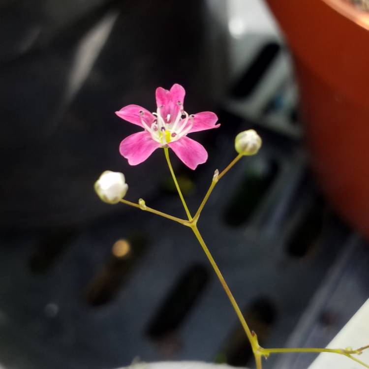 Plant image Gypsophila elegans