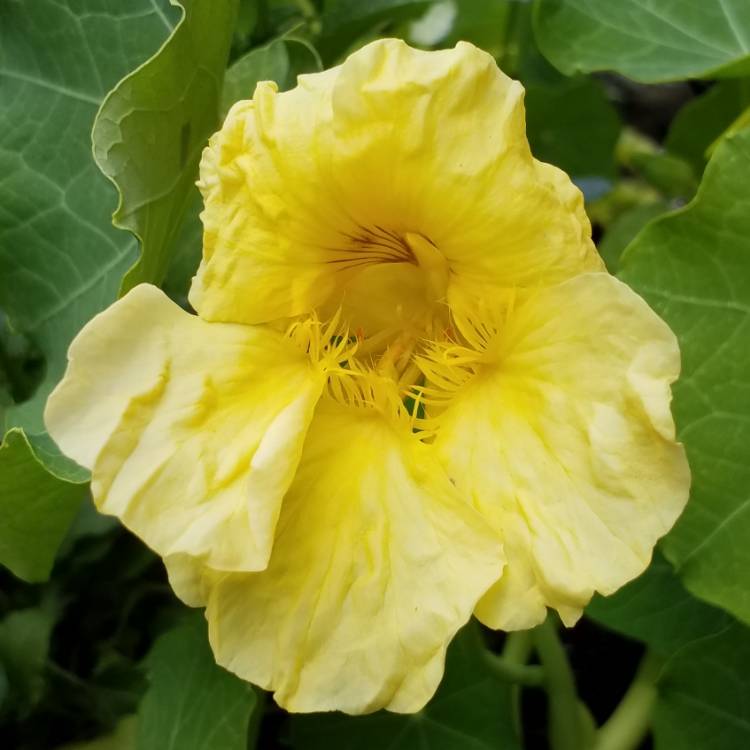 Plant image Tropaeolum majus 'Milkmaid'