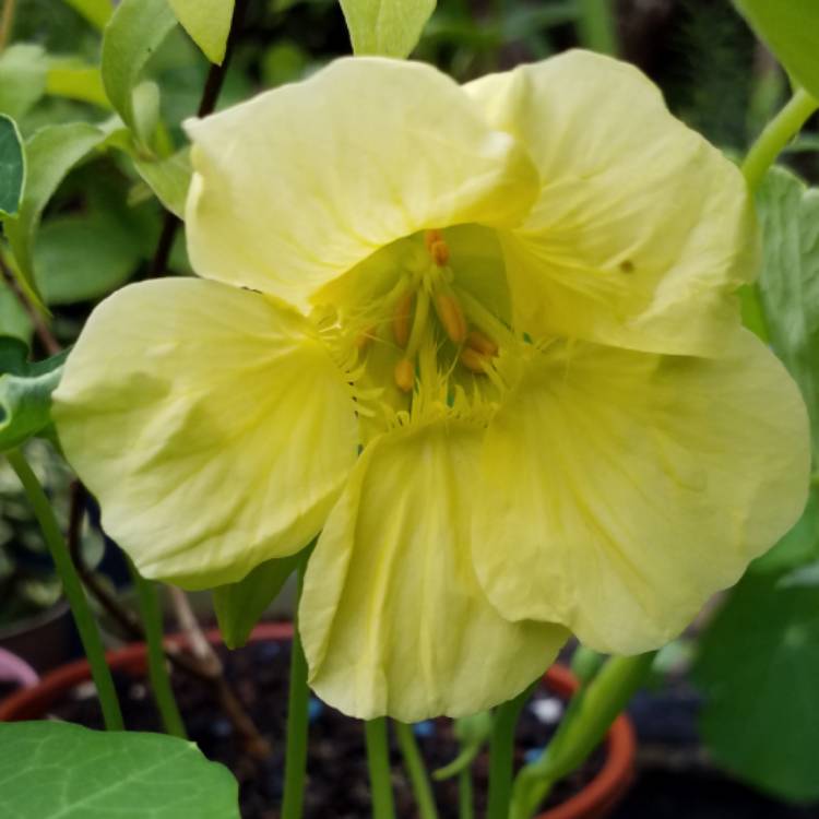 Plant image Tropaeolum majus 'Milkmaid'