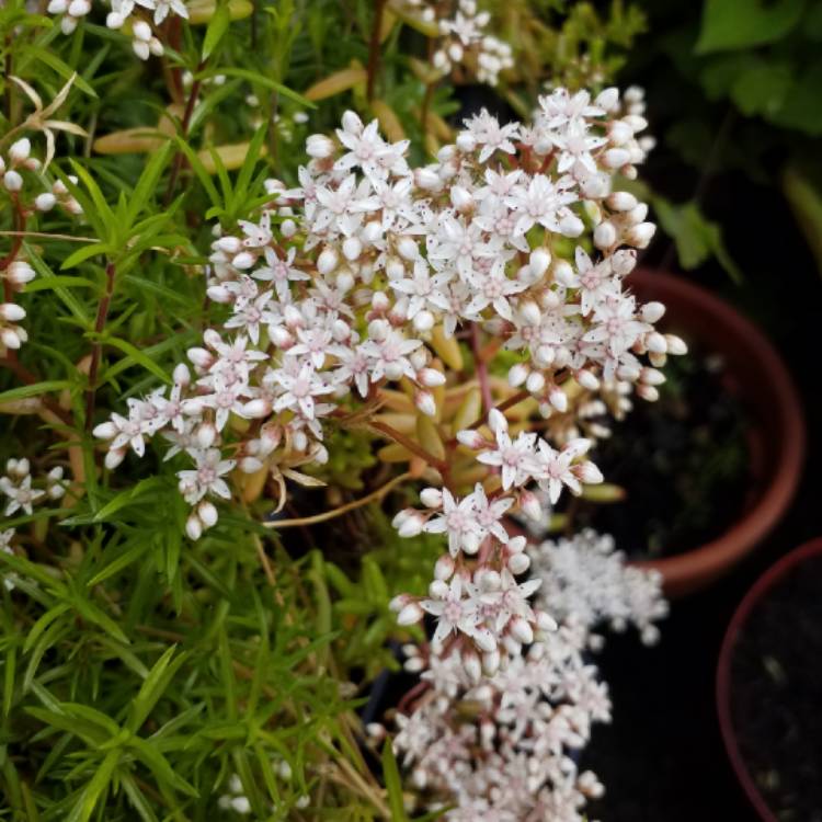 Plant image Sedum Anglicum