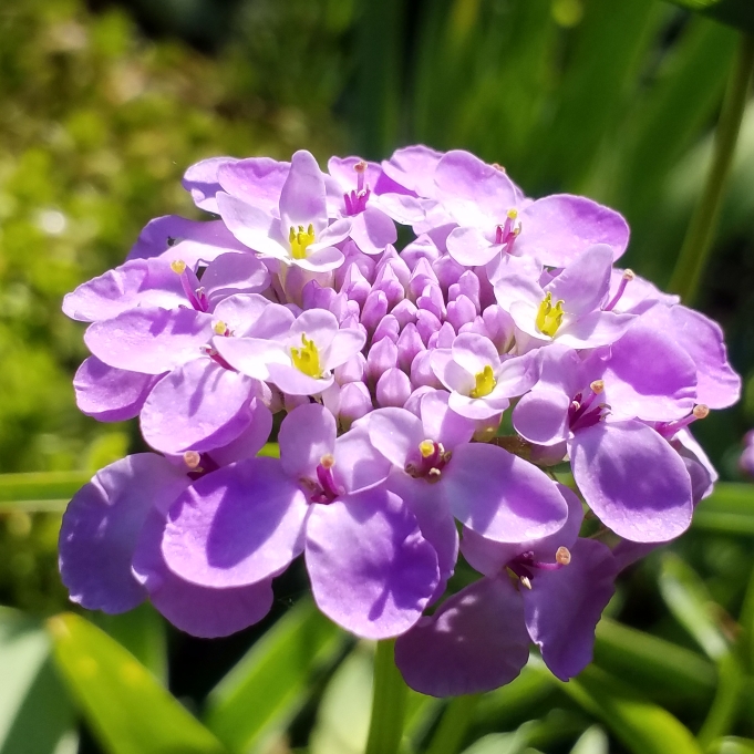 Plant image Iberis Umbellata 'Candy Cane Lilac'