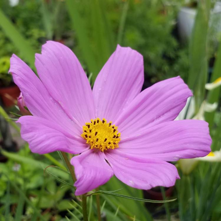 Plant image Cosmos Bipinnatus 'Sensation Pinkie'