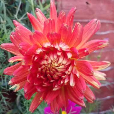 Dahlia 'Gudoshnik'