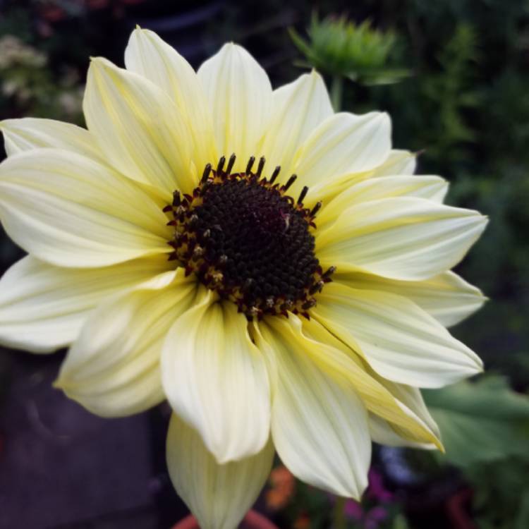 Plant image Helianthus annuus 'Valentine'