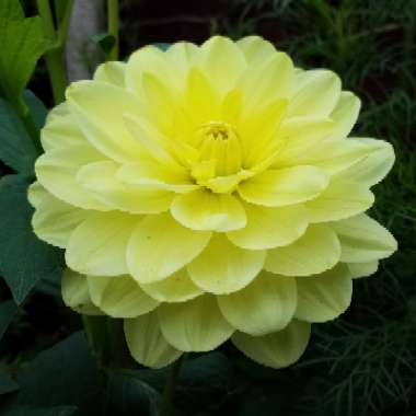 Dahlia 'Waterlily Yellow'