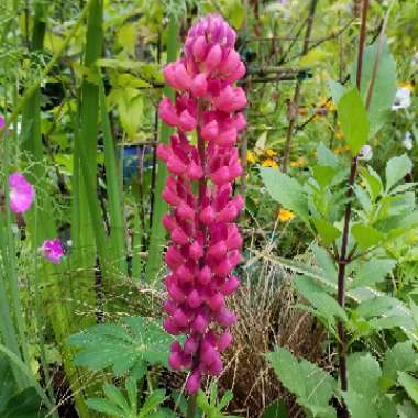 Lupinus 'Band of Nobles Mixed'