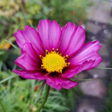 Cosmos Bipinnatus 'Peppermint Rock'