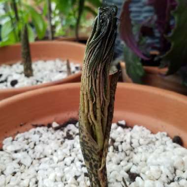 Amorphophallus konjac