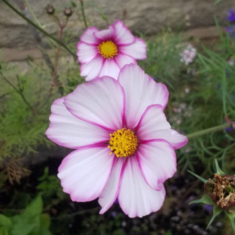 Plant image Cosmos Bipinnatus 'Candy Stripe'