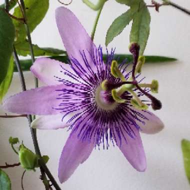 Passiflora 'Amethyst' syn. Passiflora 'Lavender Lady'