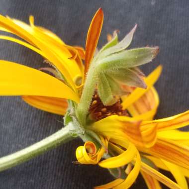 Calendula 'officinalis'