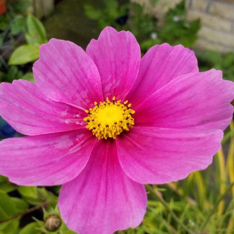 Plant image Cosmos 'Versailles Tetra'