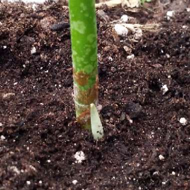 Amorphophallus titanum