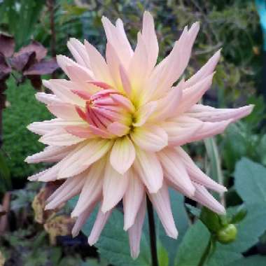 Dahlia variabilis 'Pompone Mixed' (Mix)