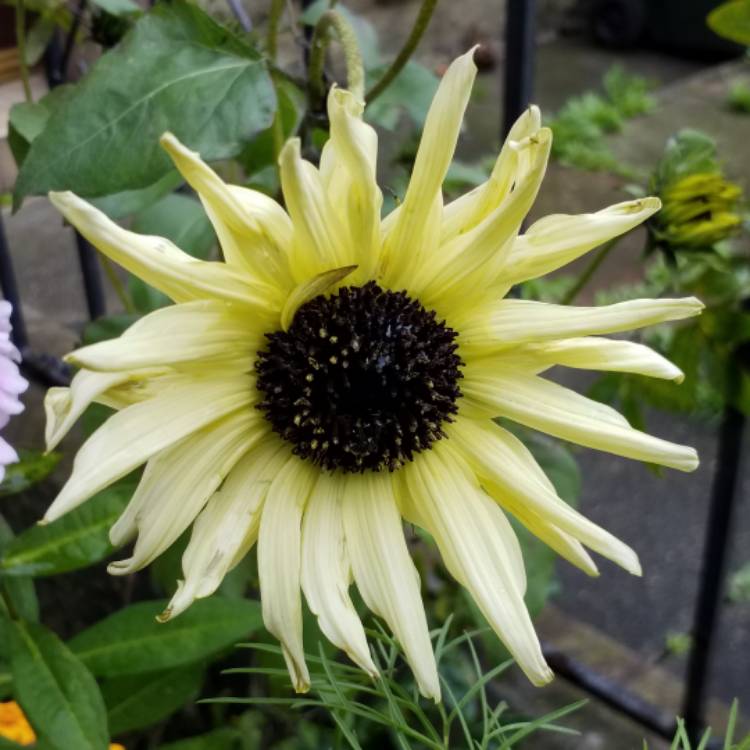 Plant image Helianthus annuus 'Italian White'