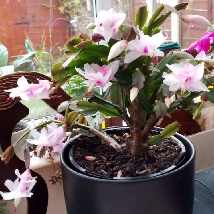 Plant image Schlumbergera truncata Malissa