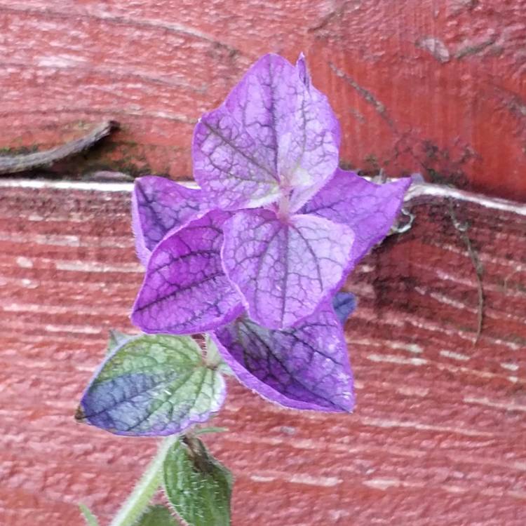 Plant image Salvia viridis 'Claryssa Series' syn. Salvia horminum 'Claryssa Series'