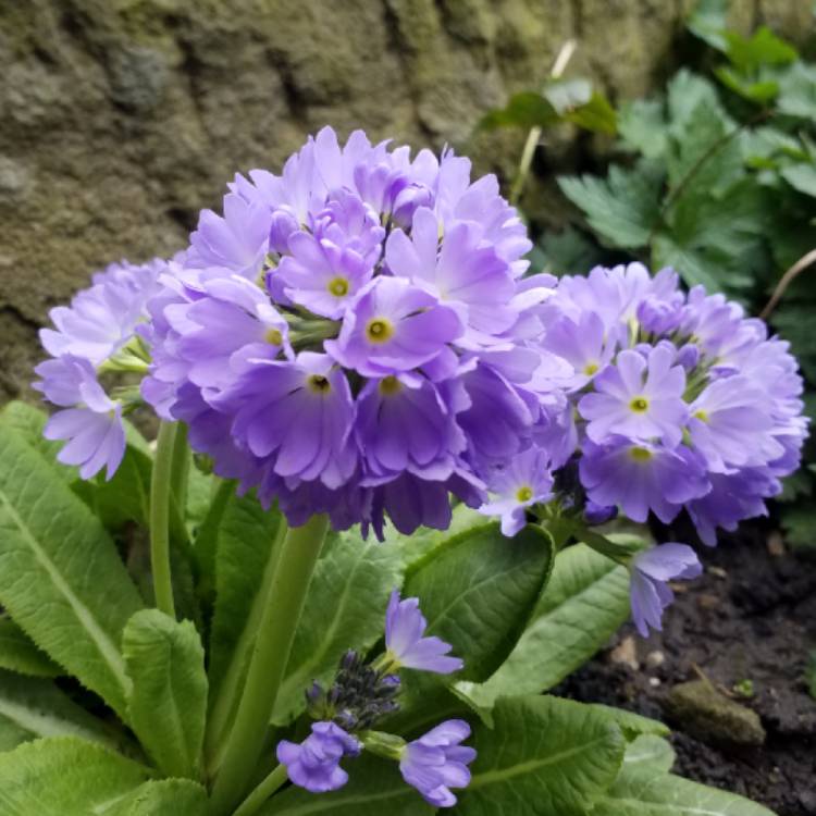 Plant image Primula denticulata 'Confetti Blue'