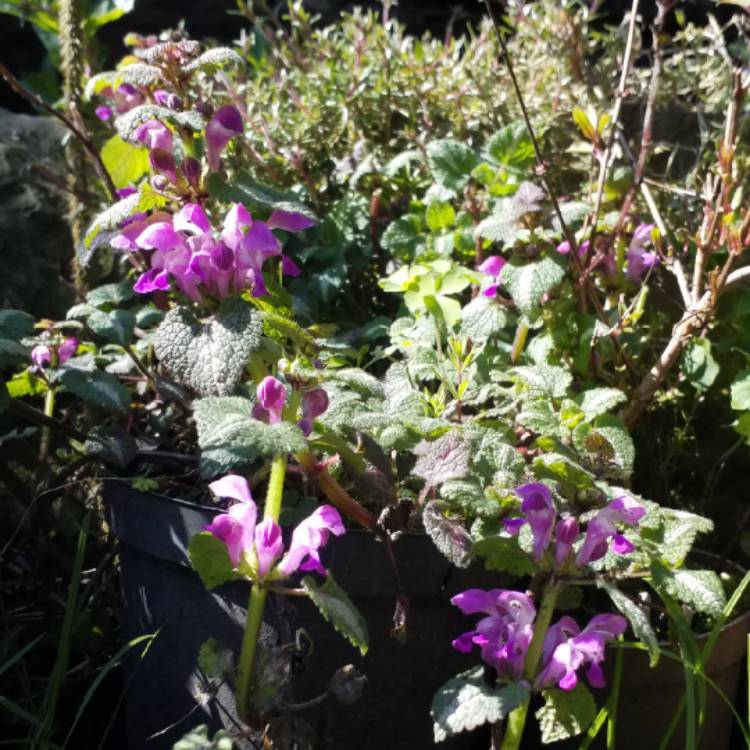 Plant image Lamium maculatum 'Purple Dragon'