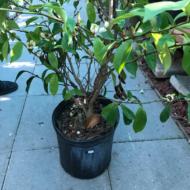 Plant image Euphorbia polychroma