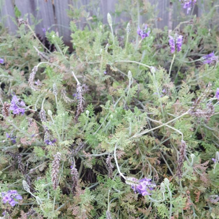 Plant image Lavandula Multifida 'Spanish Eyes'