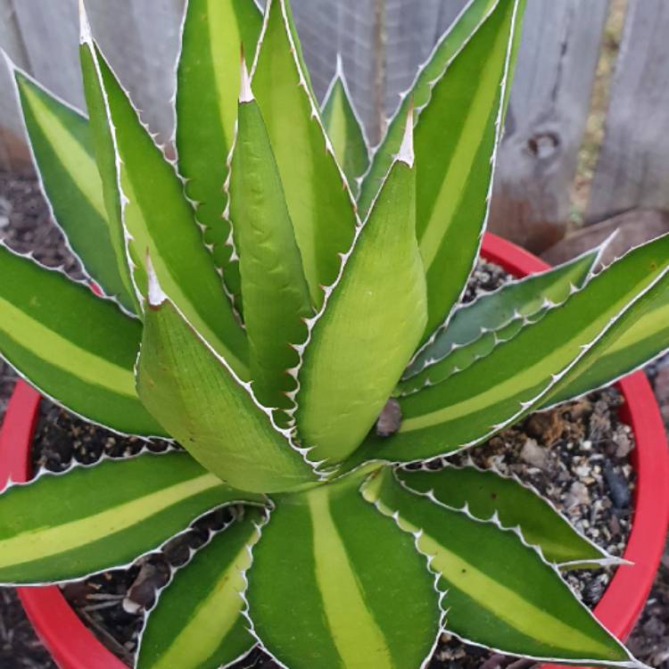 Plant image Agave Univittata