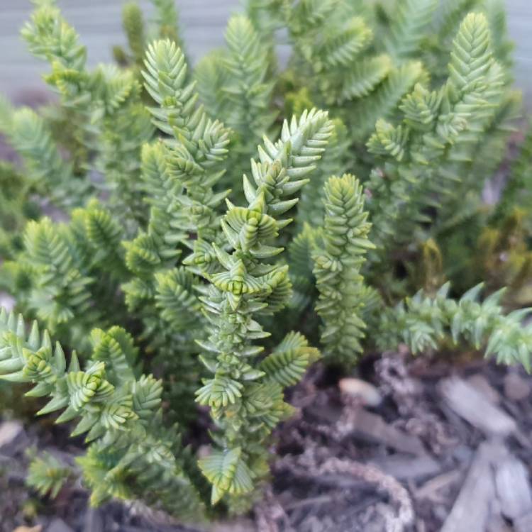 Plant image Crassula Ericoides