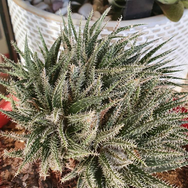 Plant image Haworthia Herbacea