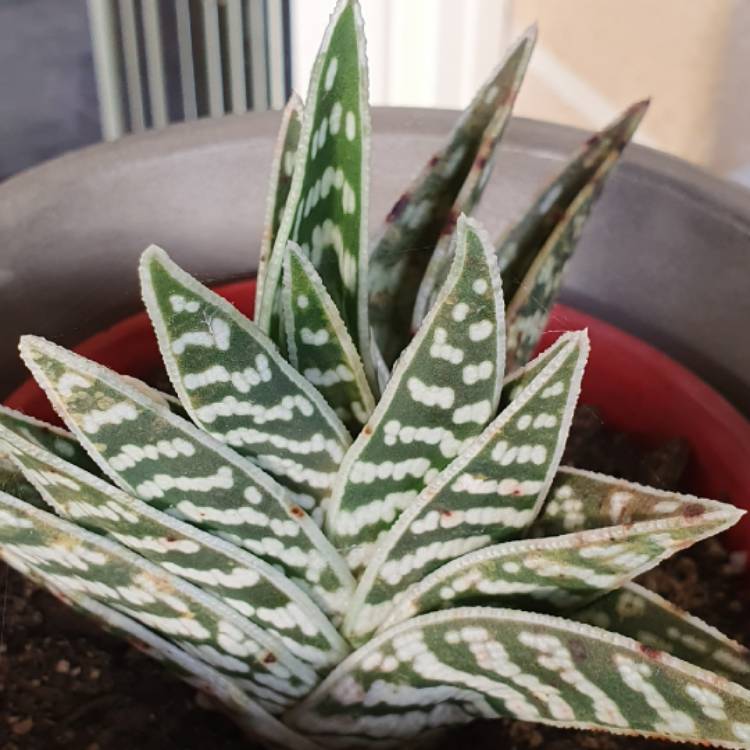 Plant image Aloe variegata