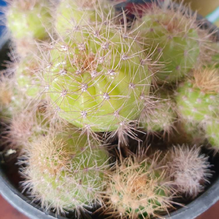 Plant image Echinopsis Tubiflora