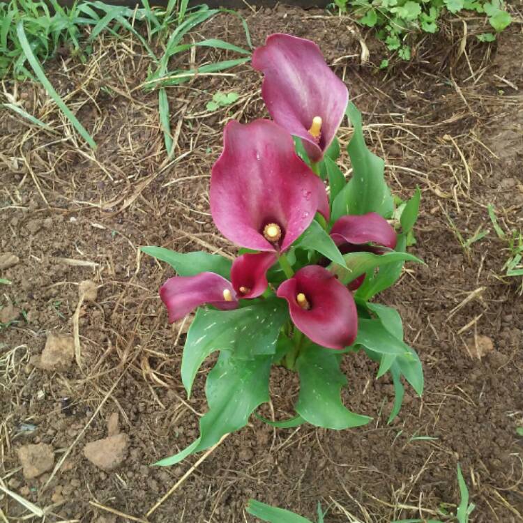 Plant image Zantedeschia 'Hot Chocolate'