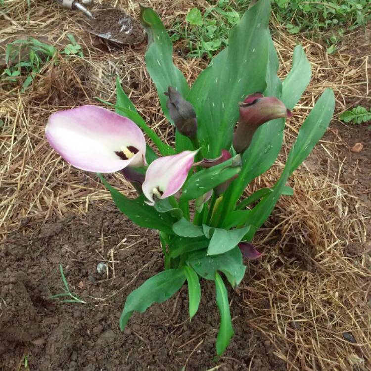 Plant image Zantedeschia 'Hot Chocolate'