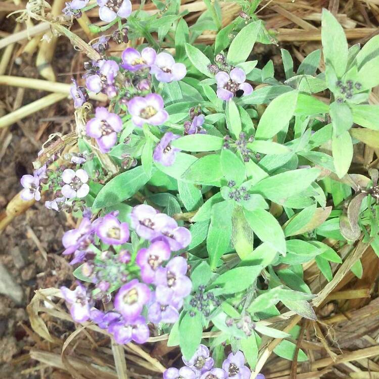 Plant image Aurinia saxatilis  syn. Alyssum saxatile