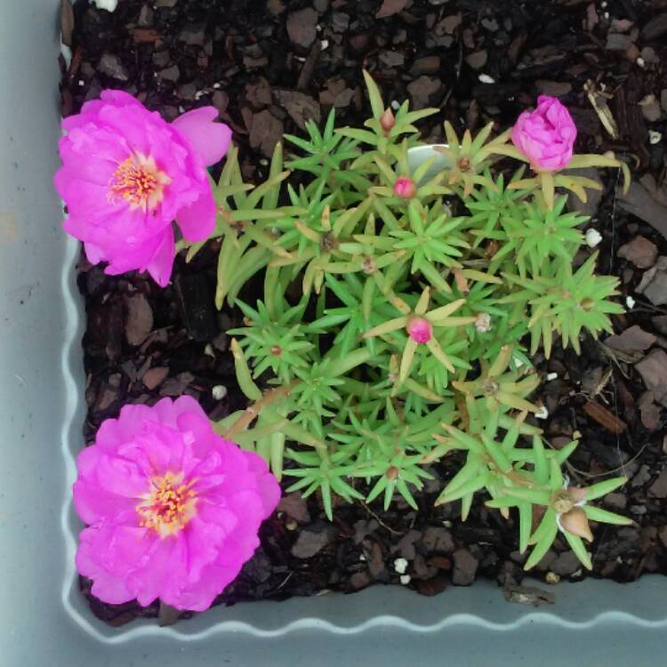 Plant image Portulaca grandiflora 'Pink'