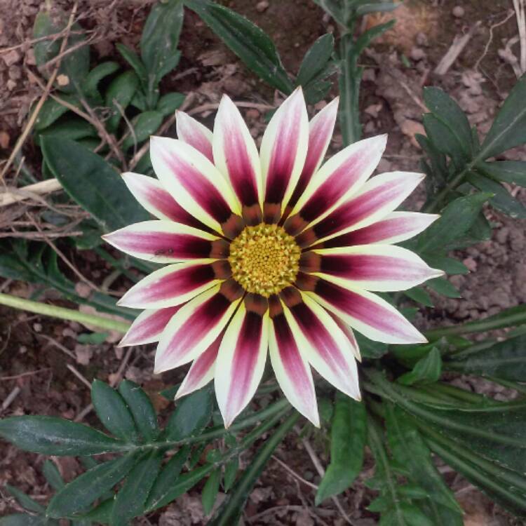 Plant image Gazania 'Daybreak Mix'