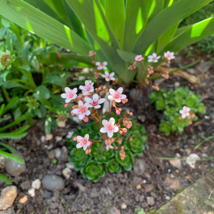 Plant image Saxifraga 'Winifred Bevington' syn. Saxifraga 'W. Bevington'