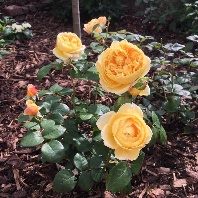 Plant image Rosa 'Auspeet' syn. Rosa 'Charles Darwin'