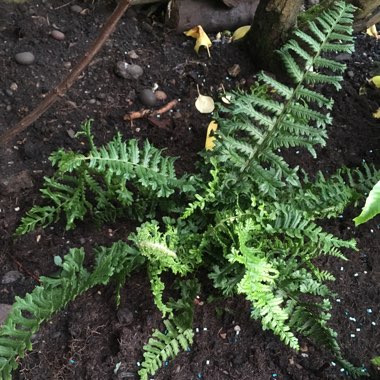 Dryopteris affinis 'Cristata' syn. 'The King'