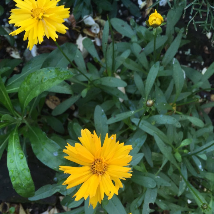 Plant image Coreopsis grandiflora 'Illico'