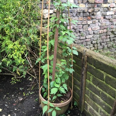 Clematis montana 'Alba'