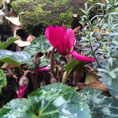 Cyclamen