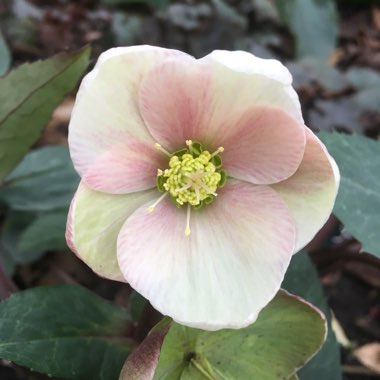 Helleborus 'Coseh 710' (HGC Series) syn. Helleborus 'HGC Pink Frost'